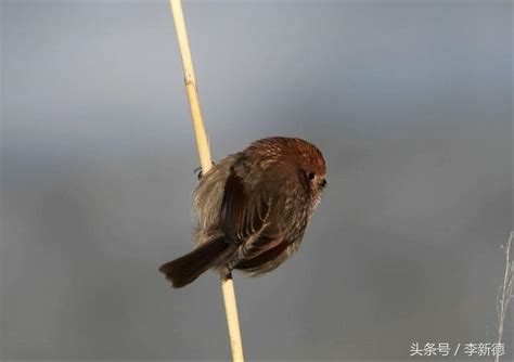 陽台飛來一隻鳥|【有鳥飛來陽台】歡迎鳥兒築巢！解讀有鳥飛來陽台的吉祥寓意